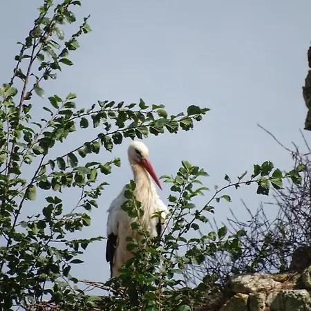 La Salicorne Insolite *