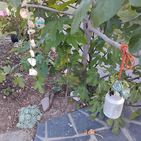 La Salicorne Insolite